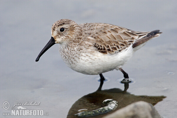 Alpenstrandläufer (Calidris alpina)