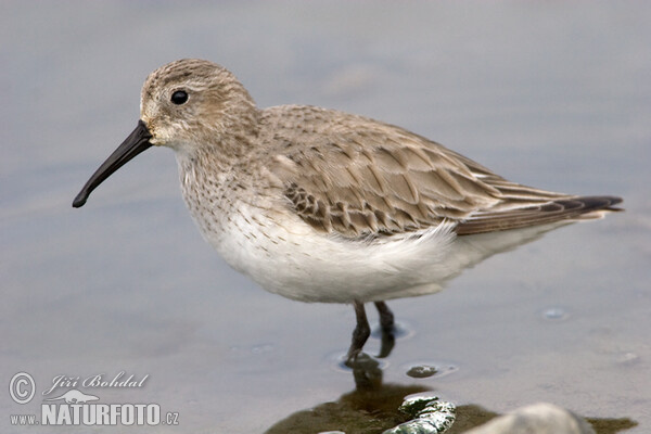 Alpenstrandläufer (Calidris alpina)