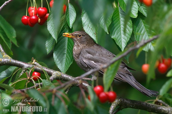 Amsel (Turdus merula)