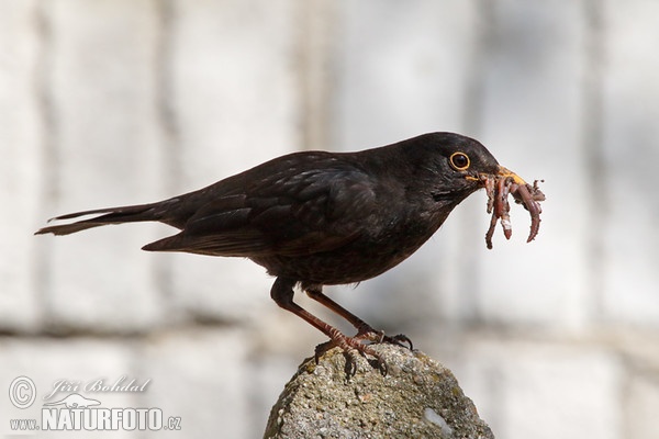 Amsel (Turdus merula)