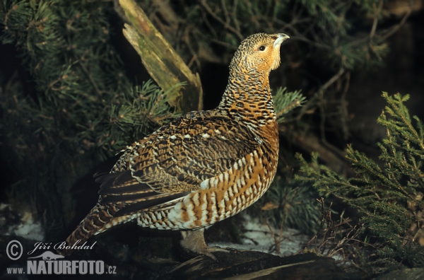 Auerhuhn (Tetrao urogallus)