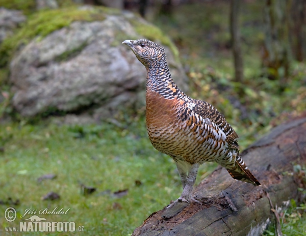 Auerhuhn (Tetrao urogallus)