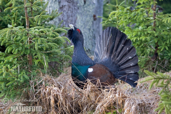 Auerhuhn (Tetrao urogallus)