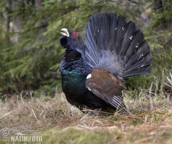 Auerhuhn (Tetrao urogallus)