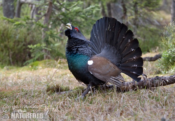 Auerhuhn (Tetrao urogallus)