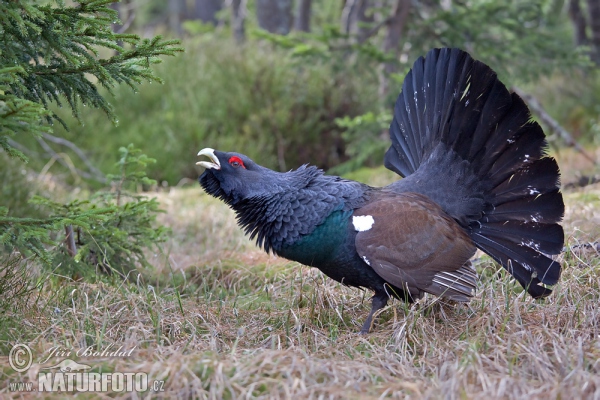 Auerhuhn (Tetrao urogallus)