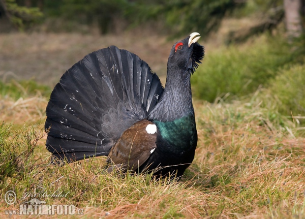 Auerhuhn (Tetrao urogallus)