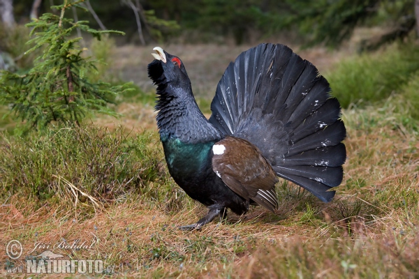 Auerhuhn (Tetrao urogallus)