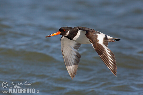 Ausfernfischer (Haematopus ostralegus)