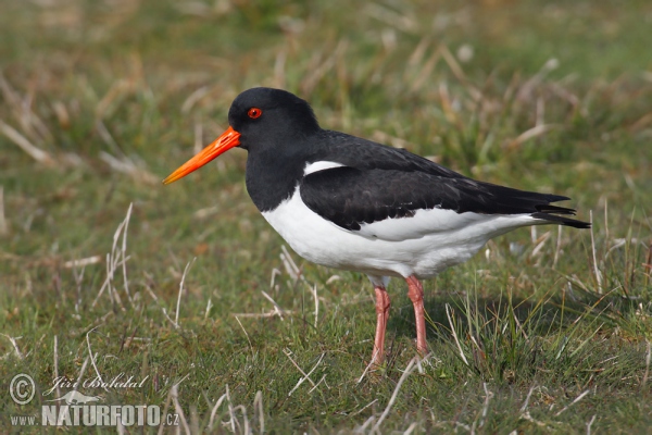 Ausfernfischer (Haematopus ostralegus)