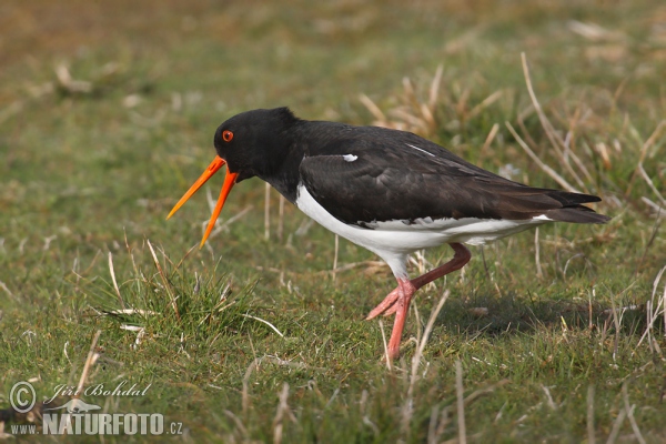 Ausfernfischer (Haematopus ostralegus)