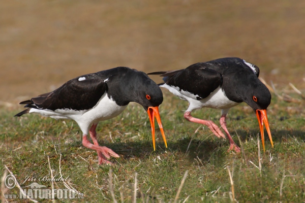 Ausfernfischer (Haematopus ostralegus)