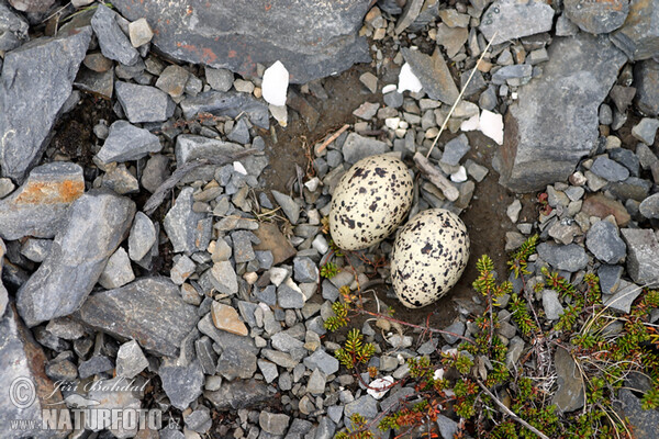 Ausfernfischer (Haematopus ostralegus)