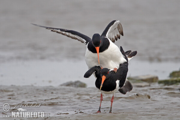 Ausfernfischer (Haematopus ostralegus)