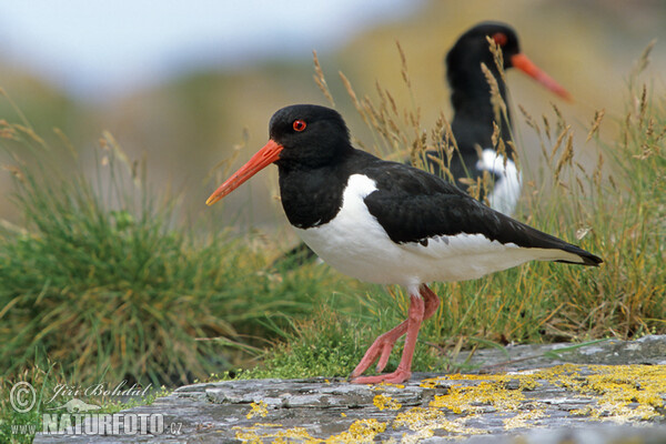 Ausfernfischer (Haematopus ostralegus)