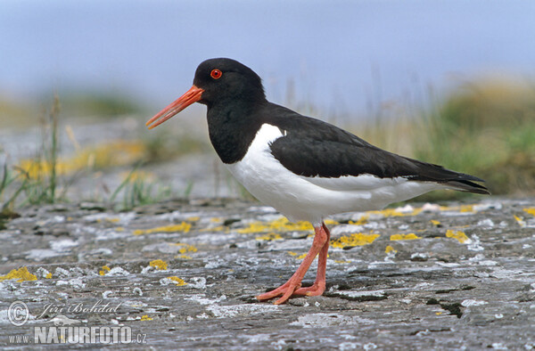 Ausfernfischer (Haematopus ostralegus)