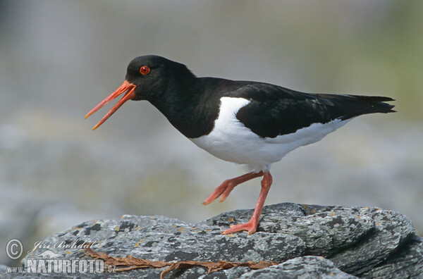 Ausfernfischer (Haematopus ostralegus)