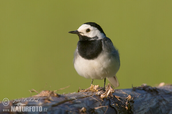 Bachstelze (Motacilla alba)