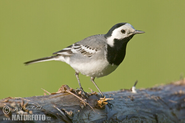 Bachstelze (Motacilla alba)