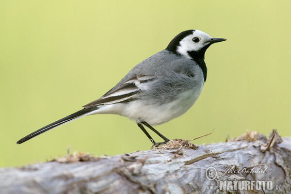 Bachstelze (Motacilla alba)