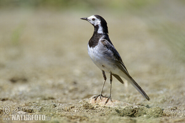 Bachstelze (Motacilla alba)