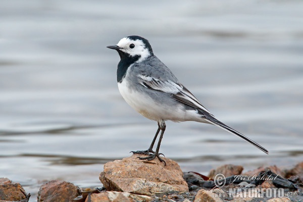 Bachstelze (Motacilla alba)