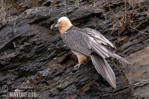 Bartgeier (Gypaetus barbatus)