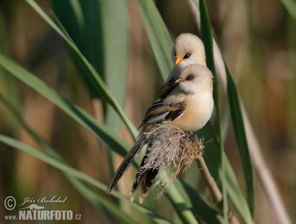 Bartmeise (Panurus biarmicus)