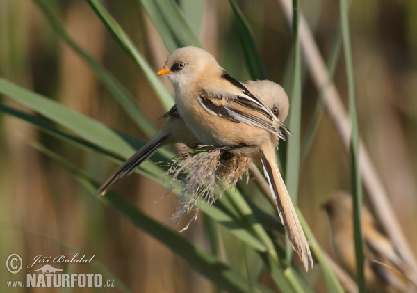 Bartmeise (Panurus biarmicus)