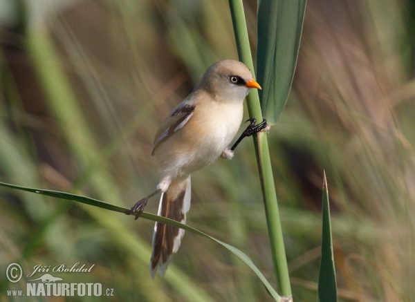 Bartmeise (Panurus biarmicus)