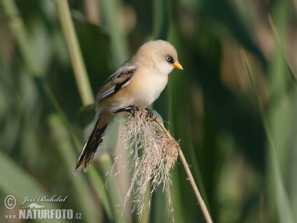 Bartmeise (Panurus biarmicus)