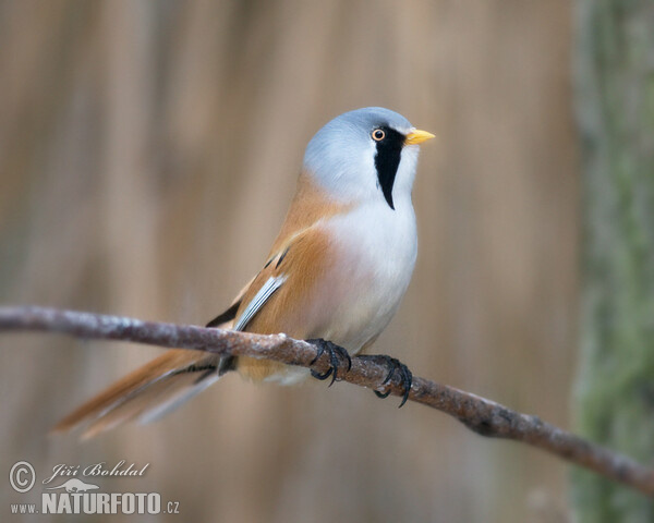 Bartmeise (Panurus biarmicus)