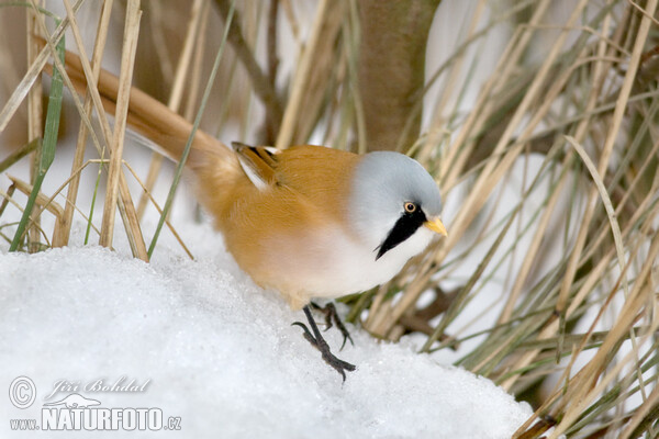 Bartmeise (Panurus biarmicus)