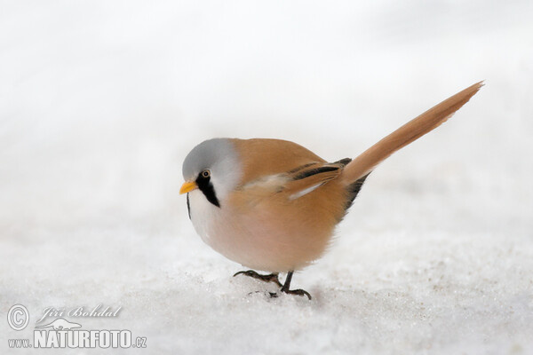 Bartmeise (Panurus biarmicus)