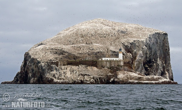 Bass Rock (Morus bassanus)