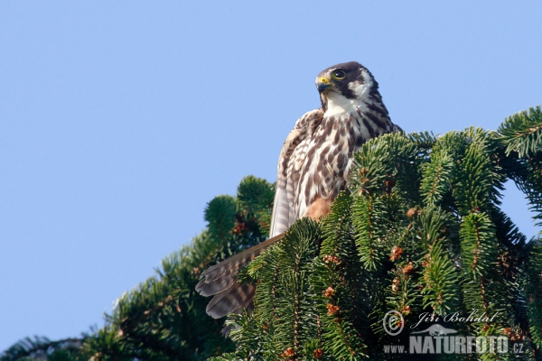 Baumfalke (Falco subbuteo)