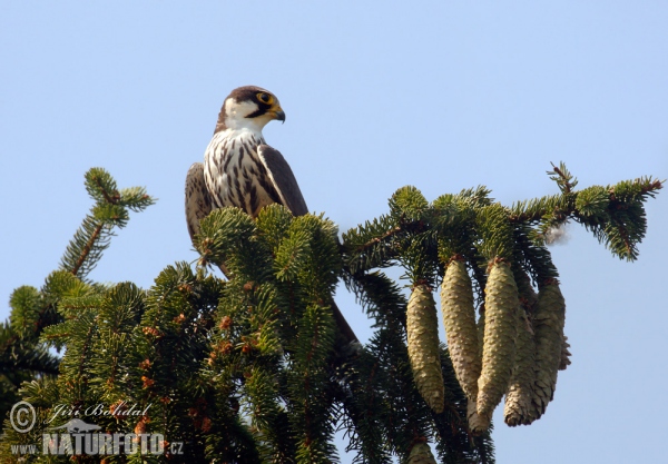 Baumfalke (Falco subbuteo)