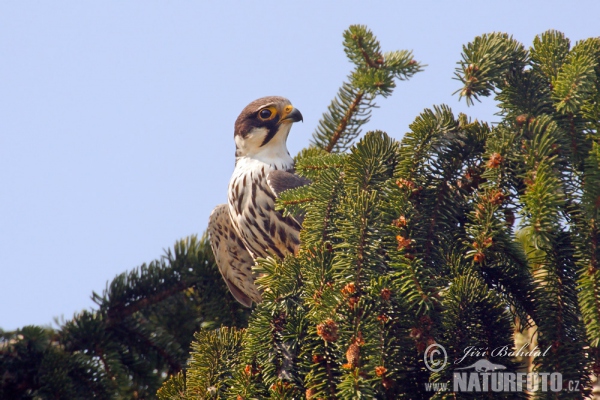 Baumfalke (Falco subbuteo)