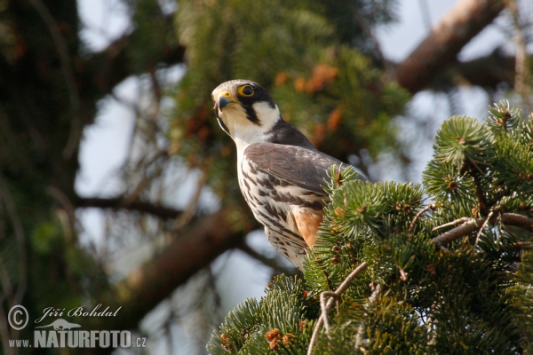 Baumfalke (Falco subbuteo)