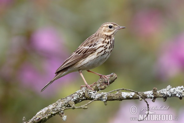 Baumpieper (Anthus trivialis)