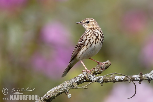 Baumpieper (Anthus trivialis)