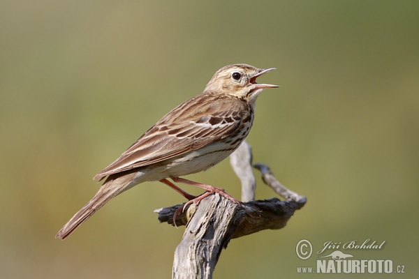 Baumpieper (Anthus trivialis)