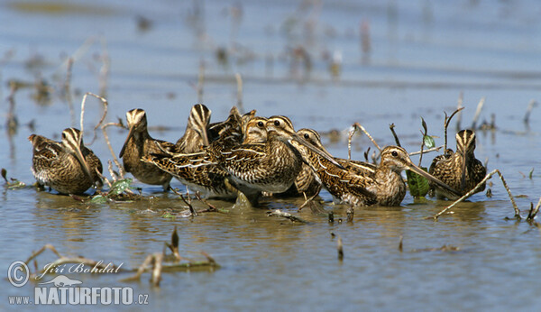 Bekassine (Gallinago gallinago)