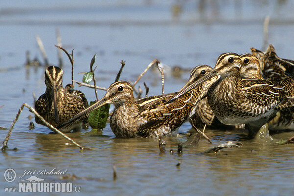 Bekassine (Gallinago gallinago)