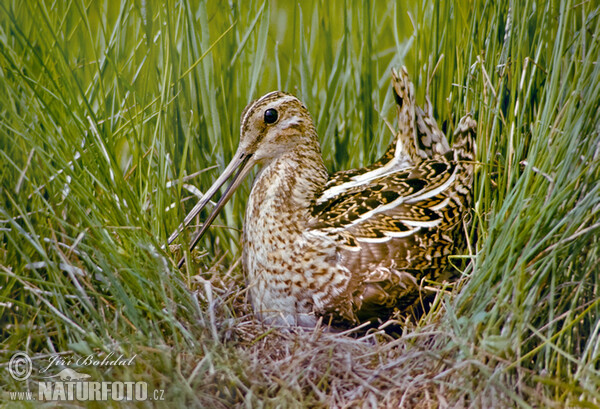 Bekassine (Gallinago gallinago)