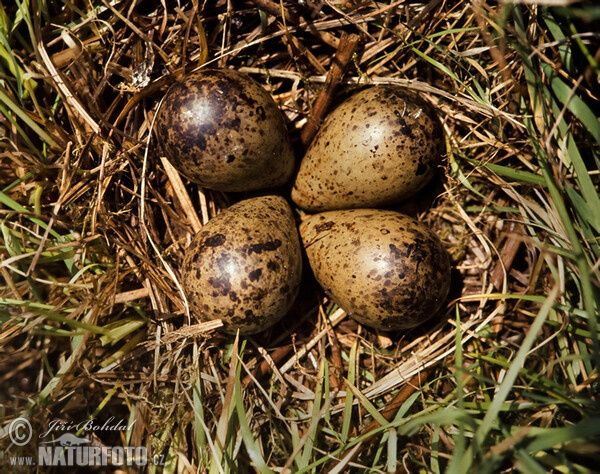 Bekassine (Gallinago gallinago)