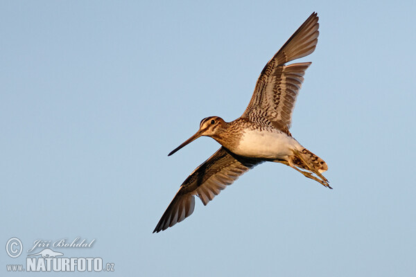 Bekassine (Gallinago gallinago)