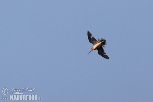 Bekassine (Gallinago gallinago)