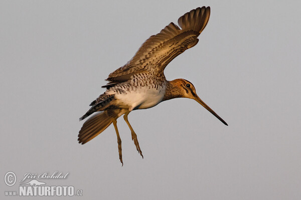 Bekassine (Gallinago gallinago)