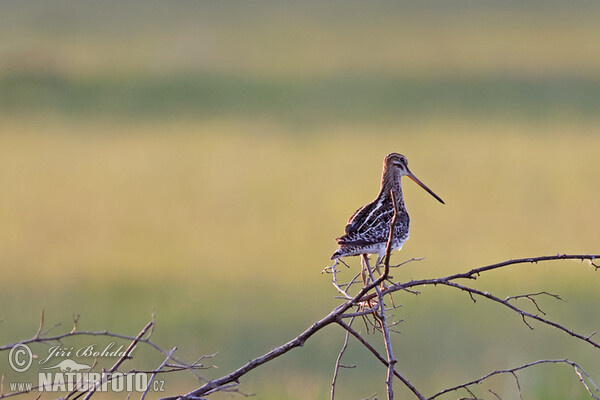 Bekassine (Gallinago gallinago)